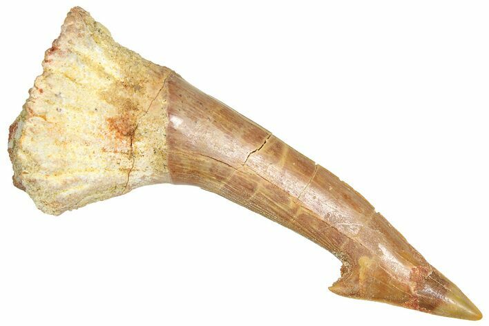 Bargain, Fossil Sawfish (Onchopristis) Rostral Barb - Morocco #366681